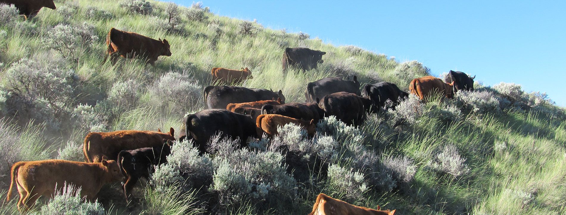BC Livestock Producers CoOperative Association B.C. Livestock